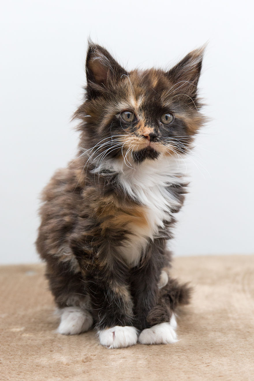 Maine Coon Kittens 9 Weeks Old....