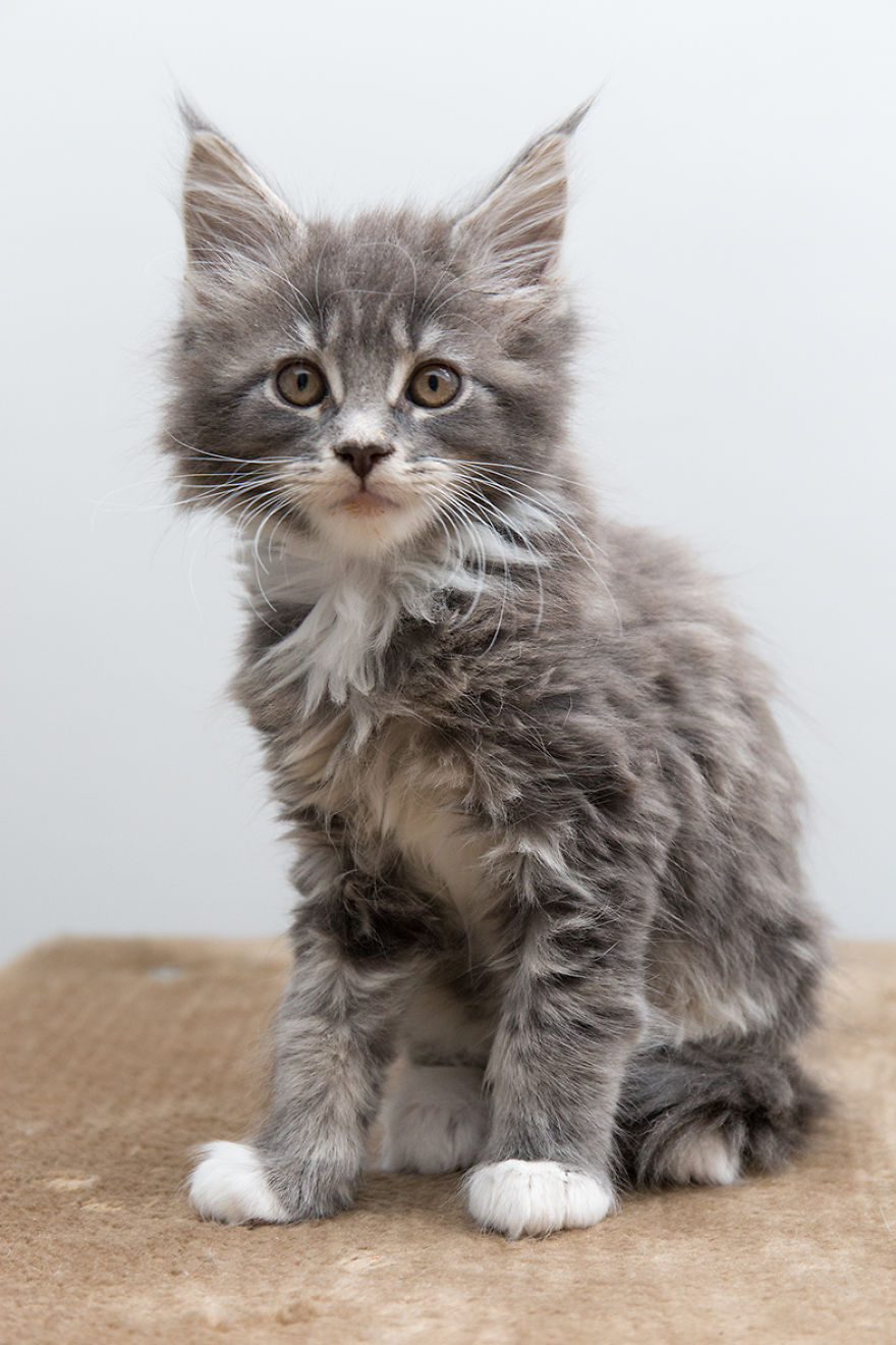 Maine Coon Kittens 9 Weeks Old....