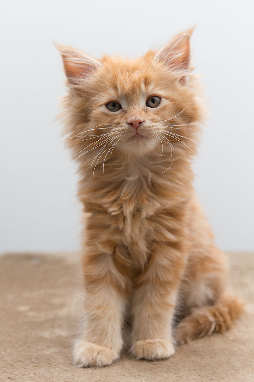 Maine Coon Kittens 9 Weeks Old....