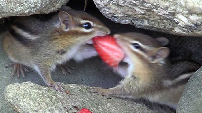 Cute Animals Eating Strawberry