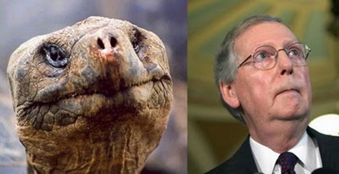 Yurtle The Turtle And Mitch Mcconnell
