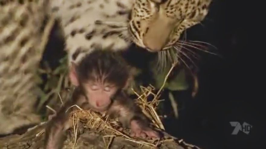 Leopard Kills A Baboon, Discovers Her Baby And Then Protects It!