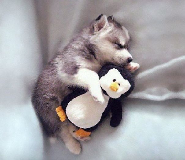 Adorable Baby Wolf That Will Make Your Heart Explode With Cuteness!