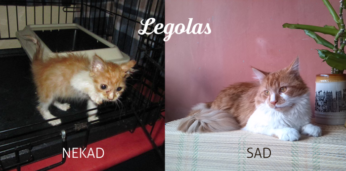 Legolas, When He Was Rescued From The Street And One Year Later :) Real Elf :)