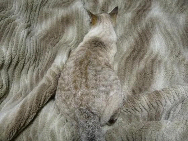 Camouflaged Cat