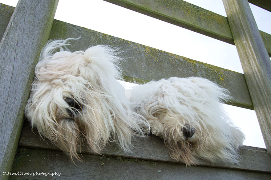 Extremely Photogenic Sheepdog Sisters That Love To Do Everything Together