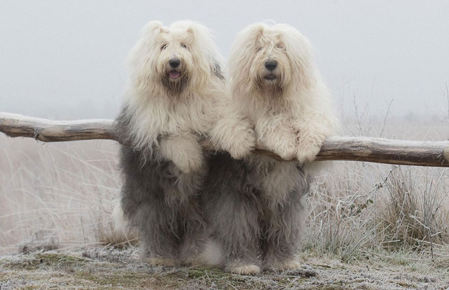 Extremely Photogenic Sheepdog Sisters That Love To Do Everything Together