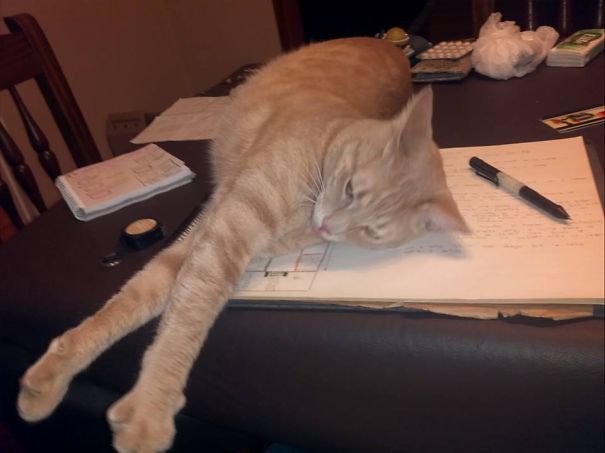 Catnap Time Over Your Sketchboard