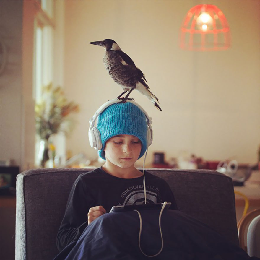 Rescued Magpie Becomes Lifelong Friend With The Family That Saved Her Life