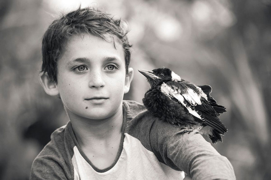 Rescued Magpie Becomes Lifelong Friend With The Family That Saved Her Life