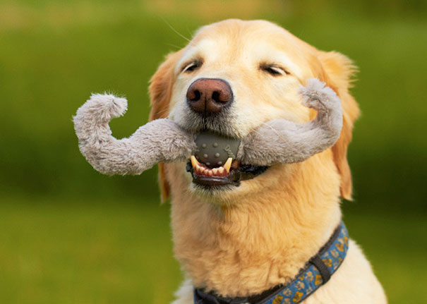 Dog With Mustache Toy