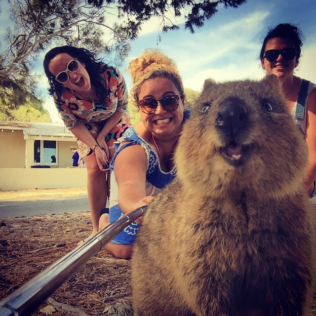 Quokka Selfie Is Cutest Trend In Australia Right Now