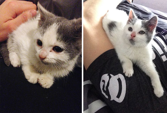 Abandoned Kitty Just Two Days After Finding A Loving Home