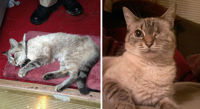 Bea Was Found Hit By A Car On The Side Of The Road. That's Her A Month Later