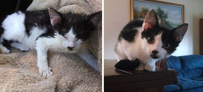 Bacon Bit Was Found In The Trash With A Jar Stuck To Her Head. Now She Has A Forever Home