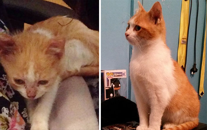 Oliver Was Rescued From Abusive Owners. Just 12 Weeks Made A Huge Difference