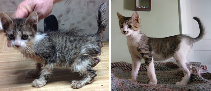 Peter Was Found Very Thin And Dirty, Now He Looks Much Better