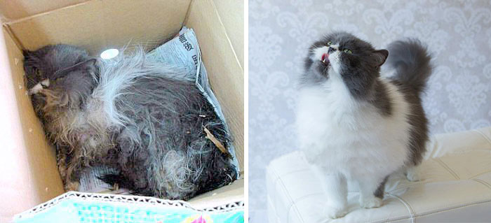Kodama Was Found With A Maggot-Infested Wound. 6 Years Later, She Is Happier Than Ever