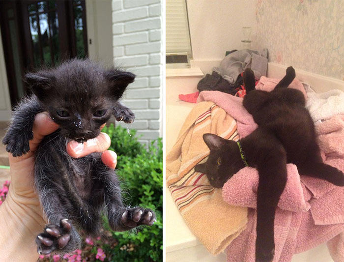Louie Was Found Abandoned In The Gutter Just Two Weeks Old. Now He Is The King Of The House