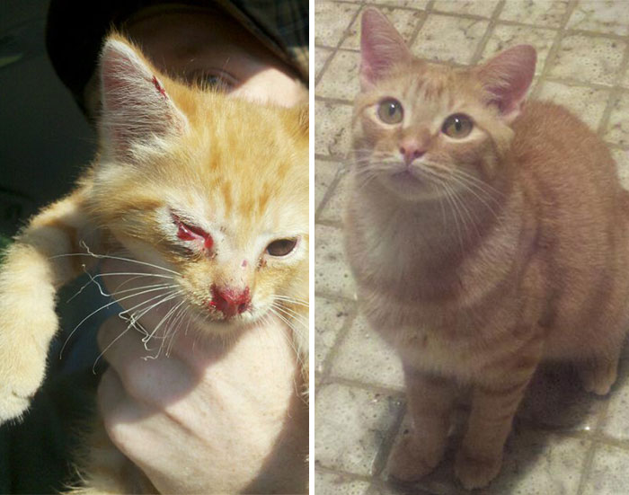 Duncan Was Found Injured In The Middle Of The Road. A Year Later He Looks Much Happier