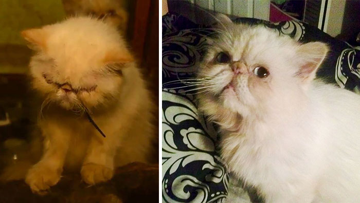 Tiny Persian Cat The Day She Was Found And In Her New Home