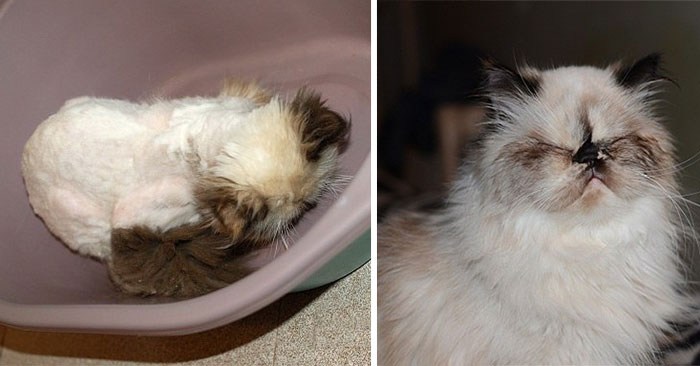 Cat Was Found Under The Stairs, Now He Looks Much Better