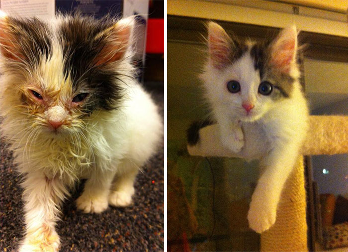 Shelter Found A Box Of Kittens With Only One Living But Blind Survivor. 6 Months Later, She Is Healthier Than Ever