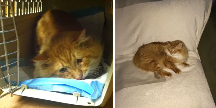 Lionel, An Injured Stray Cat Two Months After He Was Found