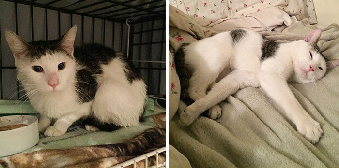 Kitty Spent Endless Days Begging For Food On The Streets. Here He Is One Week Later