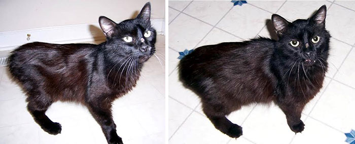 Kitty Was Abandoned After Her Owner Was Murdered, Now She Has A Loving Home