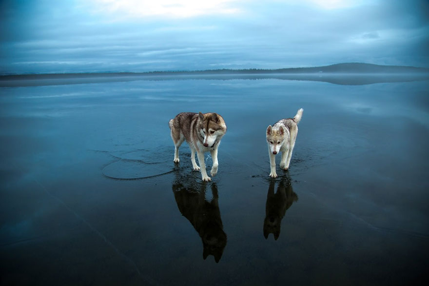 Magical Photos Of Siberian Huskies Playing On A Mirror-Like Frozen Lake In Russia's Arctic Region
