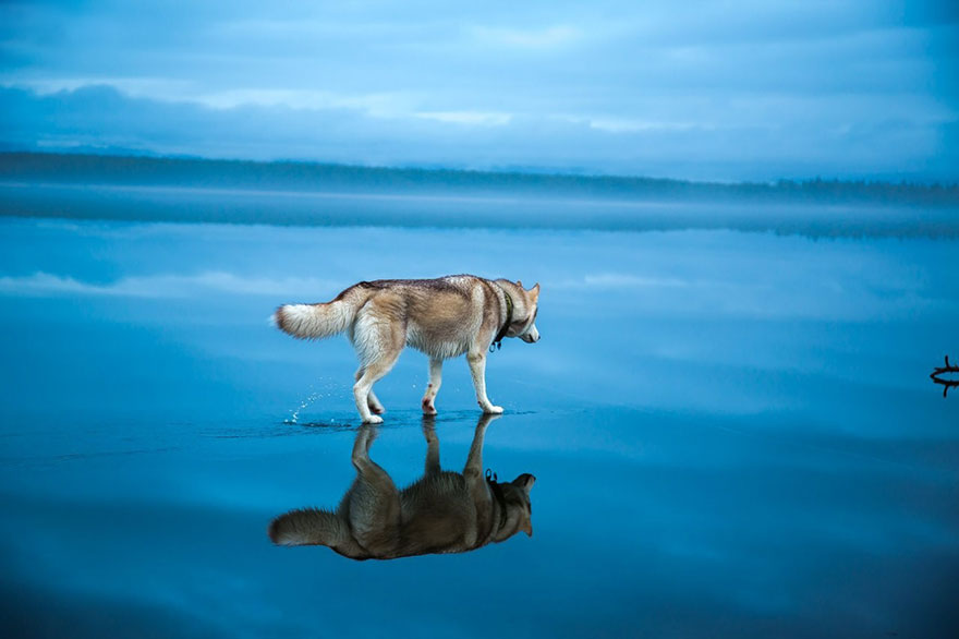 Magical Photos Of Siberian Huskies Playing On A Mirror-Like Frozen Lake In Russia's Arctic Region