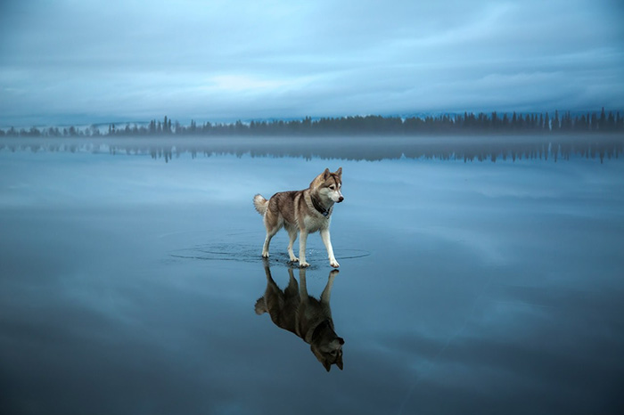 Magical Photos Of Siberian Huskies Playing On A Mirror-Like Frozen Lake In Russia’s Arctic Region