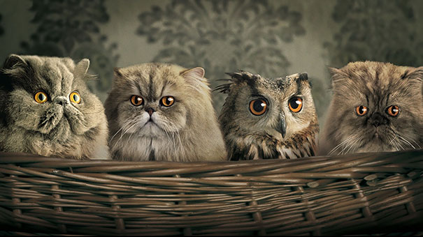 Owl Blending In With Persian Cats
