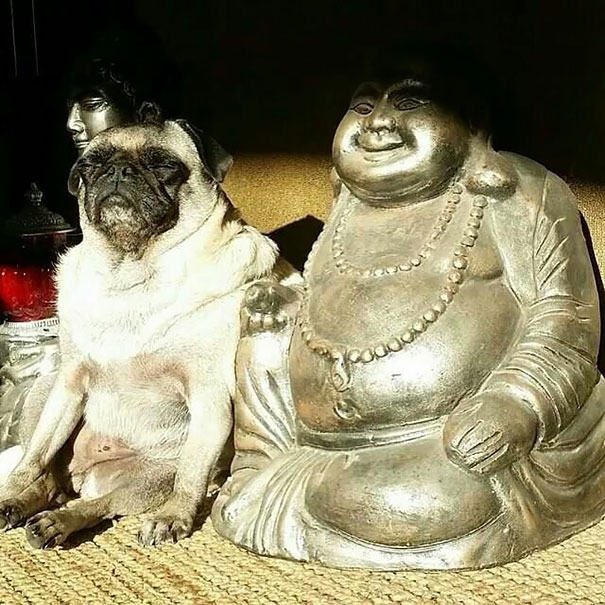 Buddhist Pug
