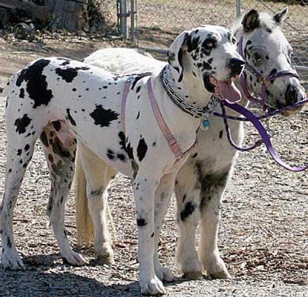 Dog And Pony