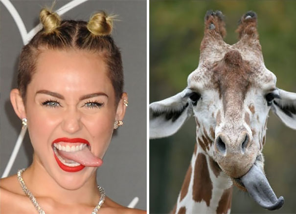 Giraffe And Miley Cyrus