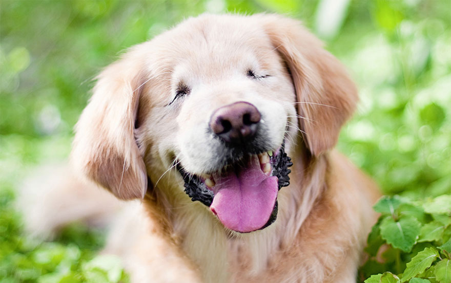 Born Without Eyes, Smiley The Golden Retriever Becomes Therapy Dog For  Mentally Ill And Disabled | Bored Panda