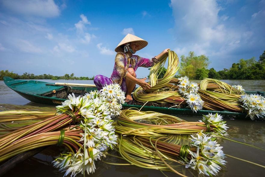 A Woman Collects Water Lilies, Chau Doc, Mekong Delta, Vietnam
