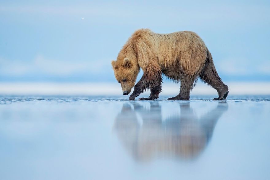 A Brown Bear Walks Across An Estuary, (lake Clark National Park, Alaska