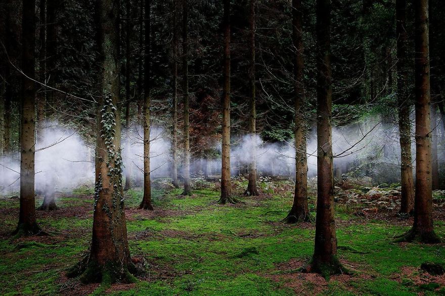 Fog Weaves Through Forest Trees, New Forest, Hampshire, United Kingdom