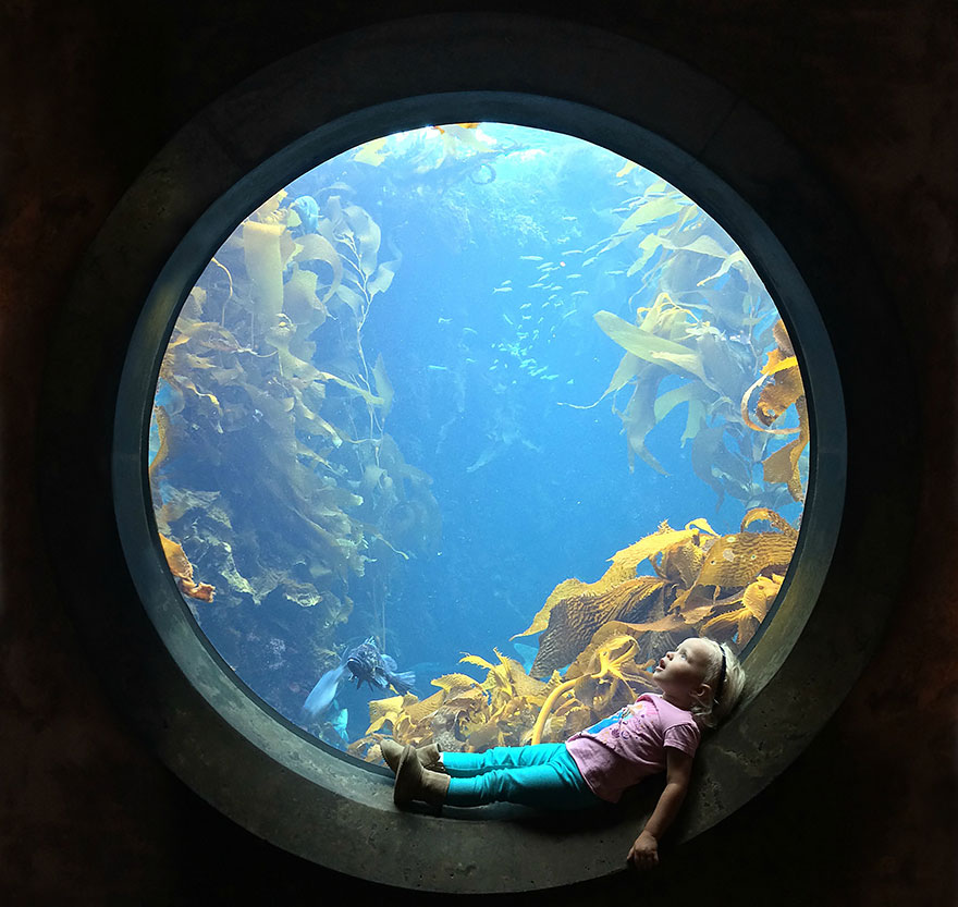 A Girl Stares In Wonder At An Aquarium Tank, Monterey Bay Aquarium, Monterey, California