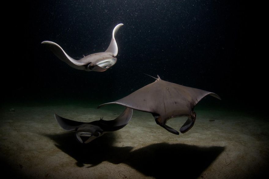Mobula Rays Gather To Feed On Plankton Attracted By Dive Lights, La Paz, Baja California Sur, Mexico