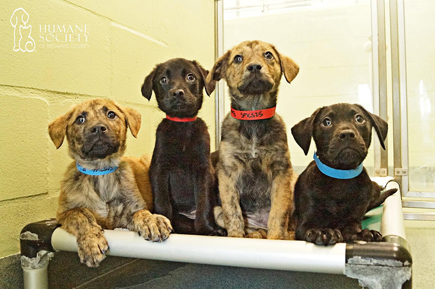 This Animal Shelter Offers Pet Delivery To Offices To Reduce Stress And Help Animals Find Homes