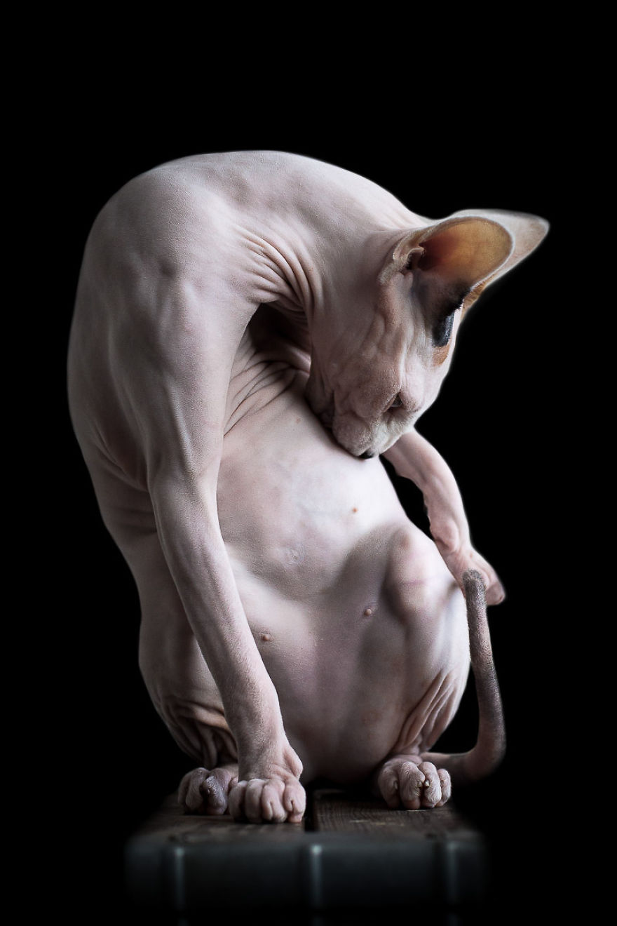 I Photograph Hairless Sphynx Cats To Explore Their Odd Beauty