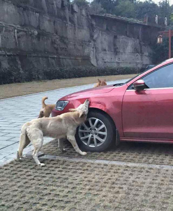 Un conductor golpea a un perro callejero y este vuelve con amigos a destrozarle el coche
