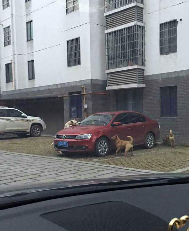 Stray Dog Kicked By Driver Returns With A Pack Of Friends To Trash His Car