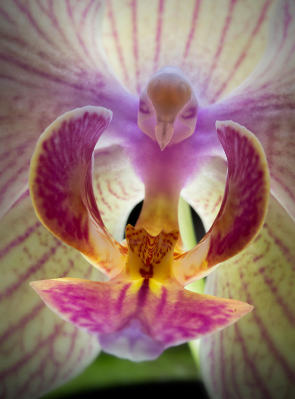 Moth Orchid (Phalaenopsis) Looks Like Bird