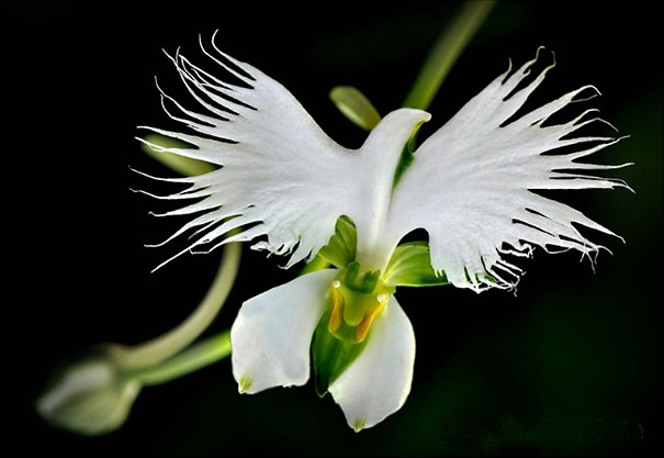 White Bird Orchid
