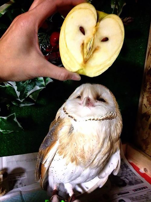 Apple Looks Like Owl